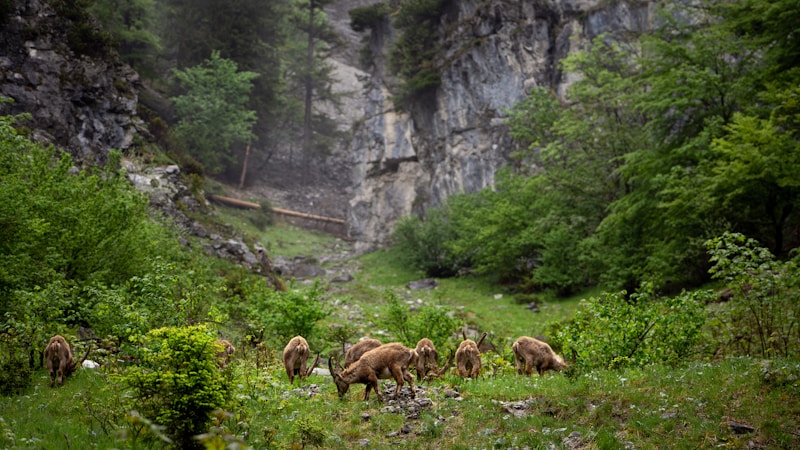 Animaux dans la nature